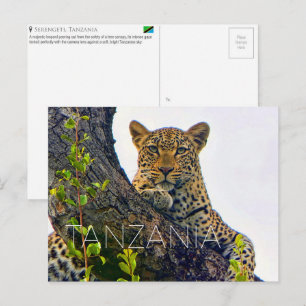 Leopard in Serengeti, Tansania Reise-Postkarte Postkarte