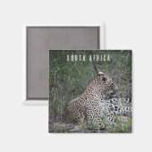 Leopard in Südafrika Magnet (Vorderseite/Rückseite)