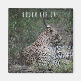 Leopard in Südafrika Magnet