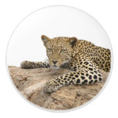 Leopard Keramik Knob, rechts (Pull für Kabinett) Keramikknauf (Vorderseite)