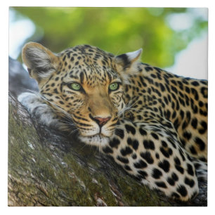 Leopard Keramik Tile Fliese