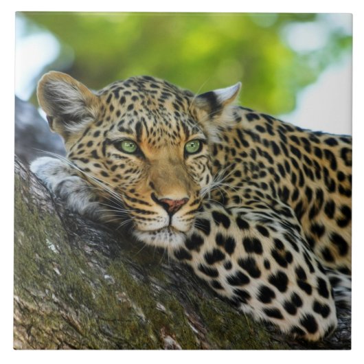 Leopard Keramik Tile Fliese (Vorderseite)