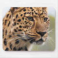 Leopard-Kopfschuss