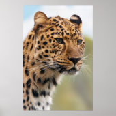 Leopard-Kopfschuss Poster (Vorne)