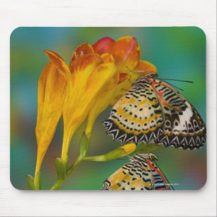 Leopard Lacewing tropische Schmetterlinge (Cethosi Mousepad