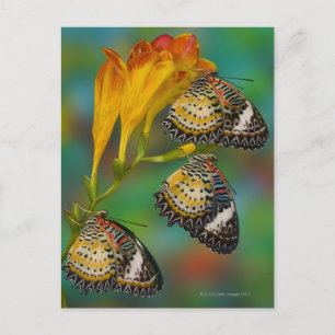 Leopard Lacewing tropische Schmetterlinge (Cethosi Postkarte
