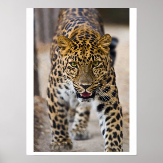 Leopard Laufendes Foto Poster (Vorne)