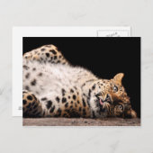 Leopard legt auf ihrem Rücken Postkarte (Vorne/Hinten)