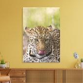 Leopard Leinwanddruck (Insitu (Wohnzimmer))