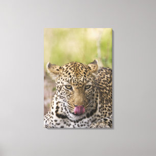 Leopard Leinwanddruck