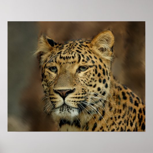 Leopard Liebe Kunst Poster (Vorne)