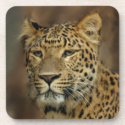 Leopard Liebe Kunst Untersetzer (Vorderseite)