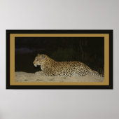 Leopard liegt auf einer Sandbank Poster (Vorne)