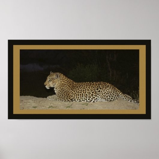 Leopard liegt auf einer Sandbank Poster (Vorne)