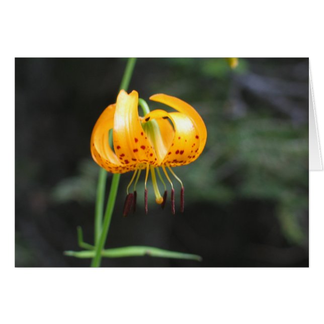 Leopard-Lilie, Sequoia-Nationalpark (Vorderseite (Horizontal))