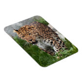 Leopard Magnet (Rechte Seite)