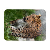 Leopard Magnet (Horizontal)