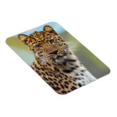 Leopard Magnet (Rechte Seite)
