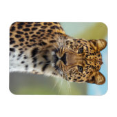 Leopard Magnet (Horizontal)