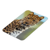 Leopard Magnet (Linke Seite)