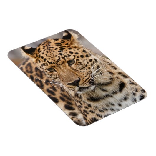 Leopard Magnet (Rechte Seite)