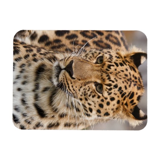Leopard Magnet (Horizontal)