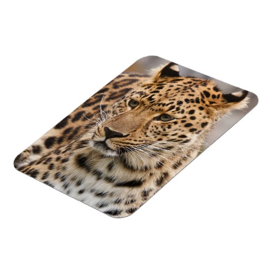 Leopard Magnet (Linke Seite)