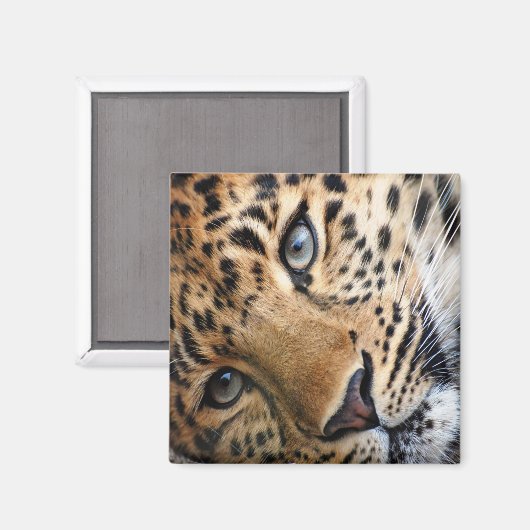 Leopard Magnet (Vorderseite/Rückseite)