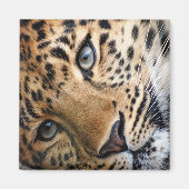 Leopard Magnet (Vorne)