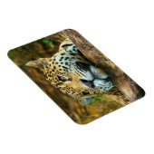 Leopard Magnet (Rechte Seite)