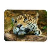 Leopard Magnet (Horizontal)
