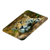 Leopard Magnet (Linke Seite)
