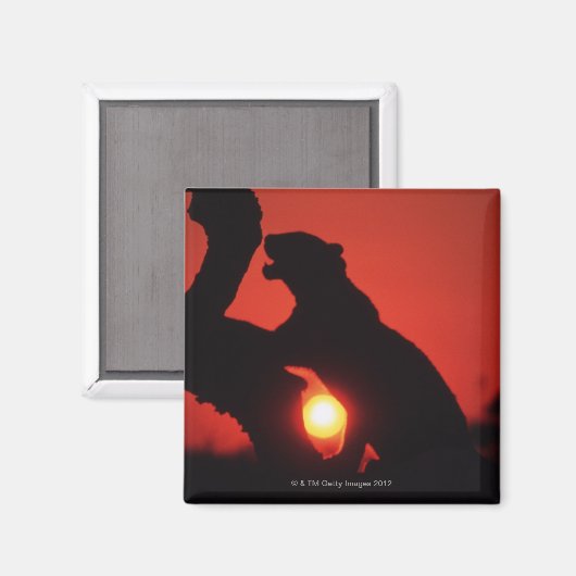 Leopard Magnet (Vorderseite/Rückseite)