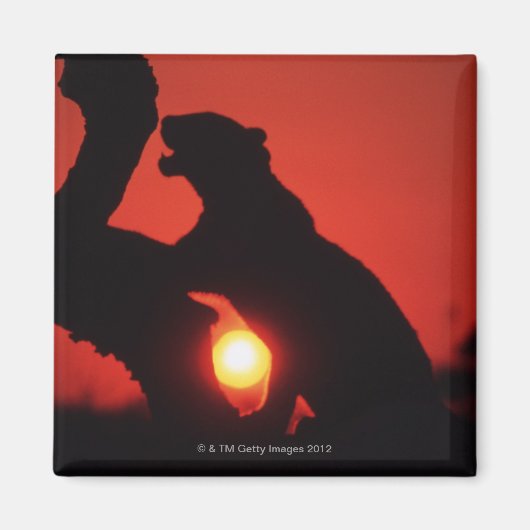 Leopard Magnet (Vorne)