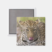 Leopard Magnet (Vorderseite/Rückseite)