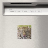 Leopard Magnet (In Situ (Geschirrspüler))