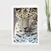 Leopard mit Augen geschlossen Karte (Vorderseite)