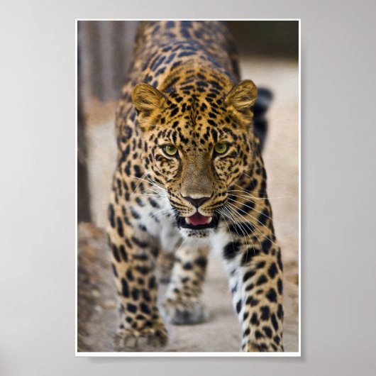 Leopard mit laufendem Foto Poster (Vorne)