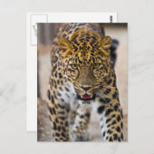 Leopard mit laufendem Foto Postkarte (Vorne/Hinten)
