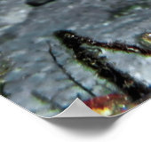 Leopard Moray Eel Poster (Ecke)