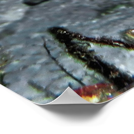 Leopard Moray Eel Poster (Ecke)