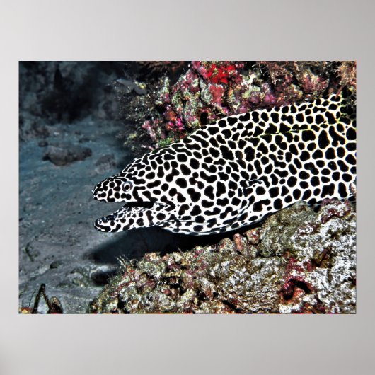 Leopard Moray Eel Poster (Vorne)