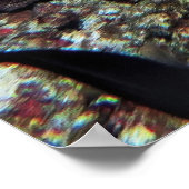 Leopard Moray Poster (Ecke)