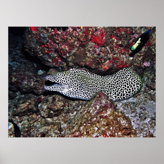 Leopard Moray Poster (Vorne)
