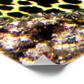 Leopard Moray VII Poster (Ecke)