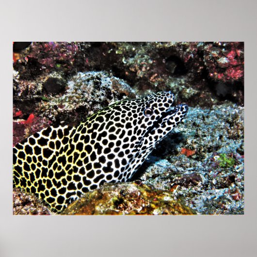Leopard Moray VII Poster (Vorne)