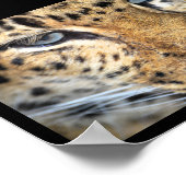 Leopard Nahaufnahme Poster (Ecke)