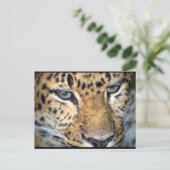 Leopard Nahaufnahme Postkarte (Stehend Vorderseite)