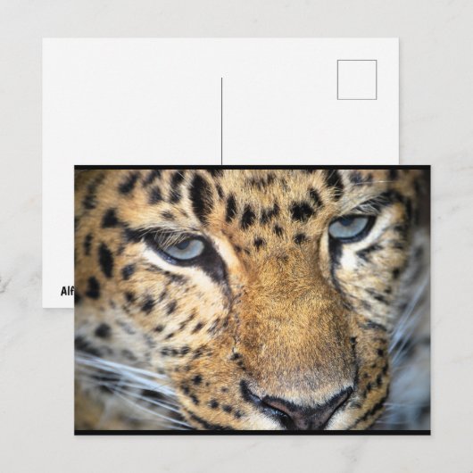 Leopard Nahaufnahme Postkarte (Vorne/Hinten)