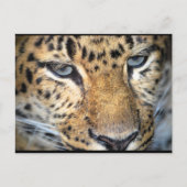 Leopard Nahaufnahme Postkarte (Vorderseite)